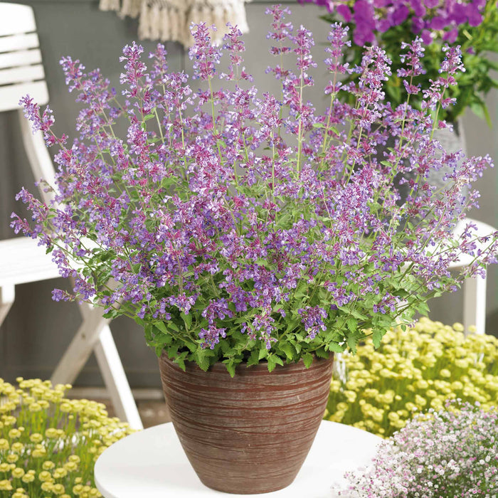 Nepeta 'Walkers Low'
