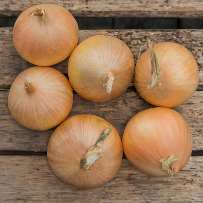 Onion 'Element'