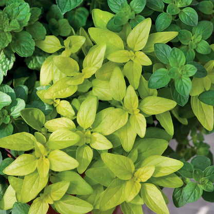 Oregano 'Arueum Gold'