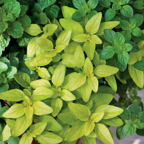 Oregano 'Arueum Gold'