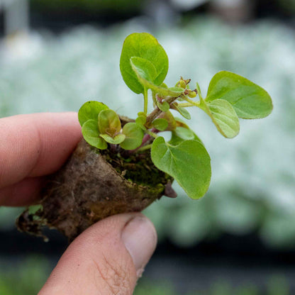 Oregano 'Arueum Gold'