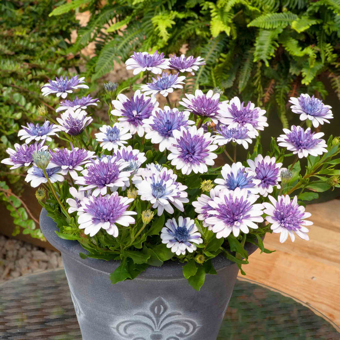 Osteospermum Dalina 'Double Blue Ice'