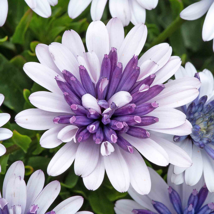 Osteospermum Dalina 'Double Blue Ice'