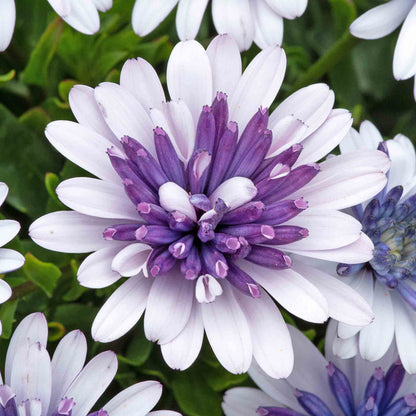 Osteospermum Dalina 'Double Blue Ice'