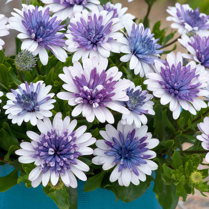 Osteospermum Dalina 'Double Blue Ice'