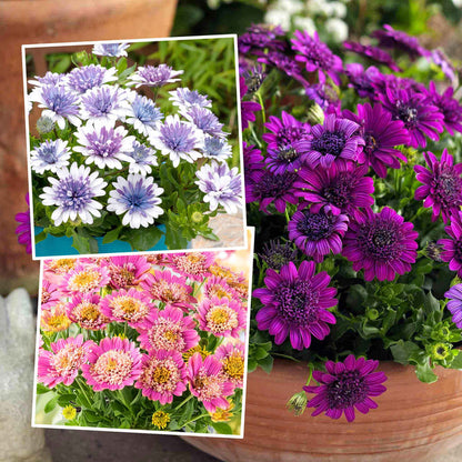 Bouquet of purple, white, and pink flowers in a wooden pot with inset images of different flower types.