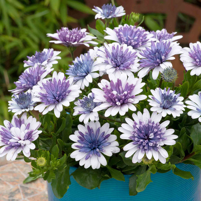 Bouquet of purple and white flowers in a blue pot with green leaves.