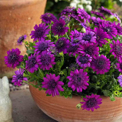 Potted plant with purple flowers in a terracotta pot