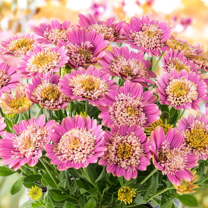 Close-up of pink flowers with green leaves on a blurred background