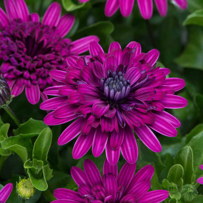 Osteospermum 'Dalina Double' Collection