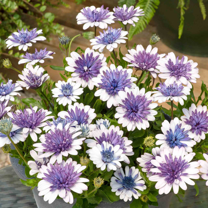 Osteospermum 'Dalina Double' Collection