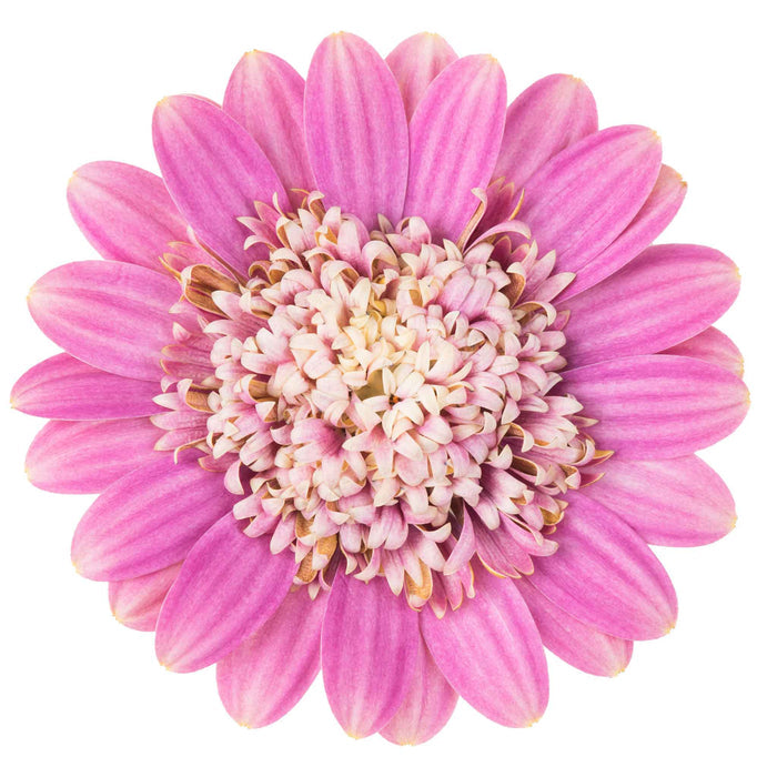 Osteospermum Dalina 'Double Pink'