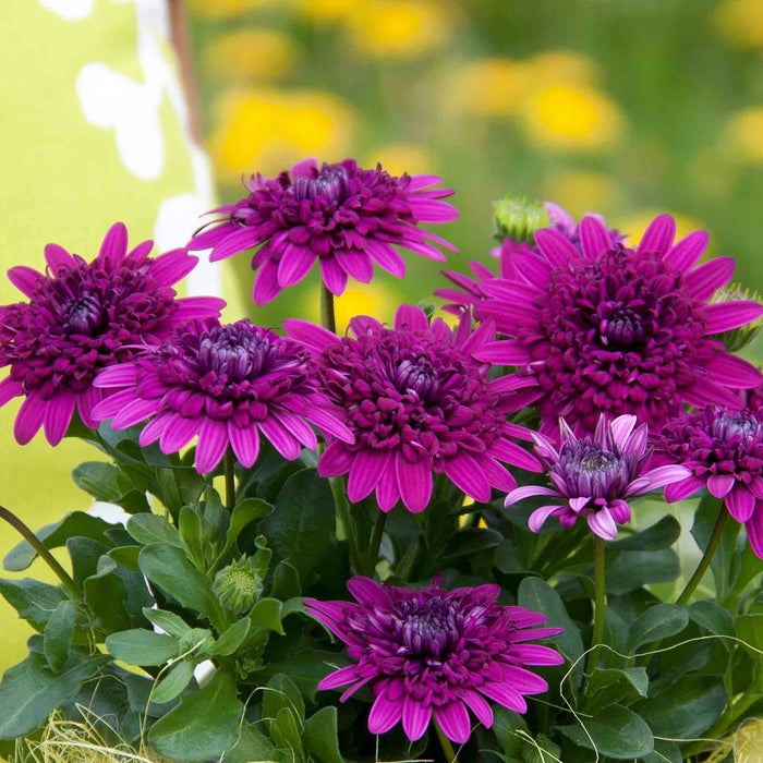 Osteospermum Dalina 'Double Purple'