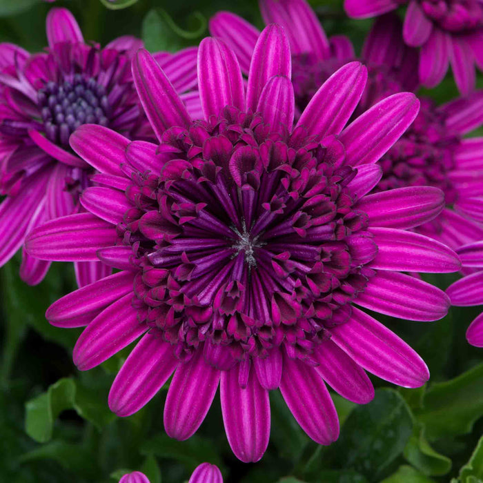 Osteospermum Dalina 'Double Purple'