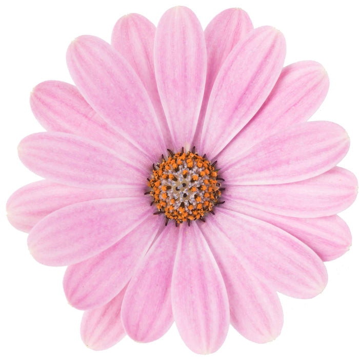 Osteospermum Dalina 'Pink Romance'