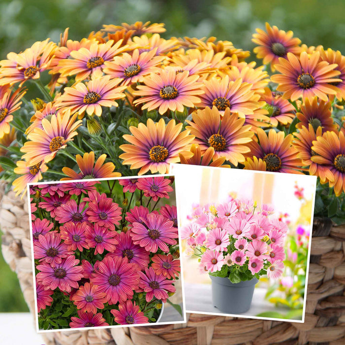 Bouquet of colorful flowers with close-up insets on a blurred floral background
