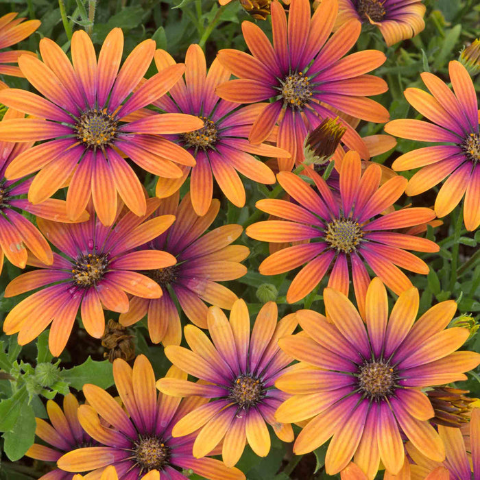 Close-up of orange and purple flowers with green leaves