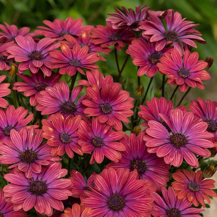 Osteospermum 'Single' Collection