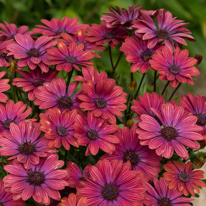 Osteospermum 'Single' Collection