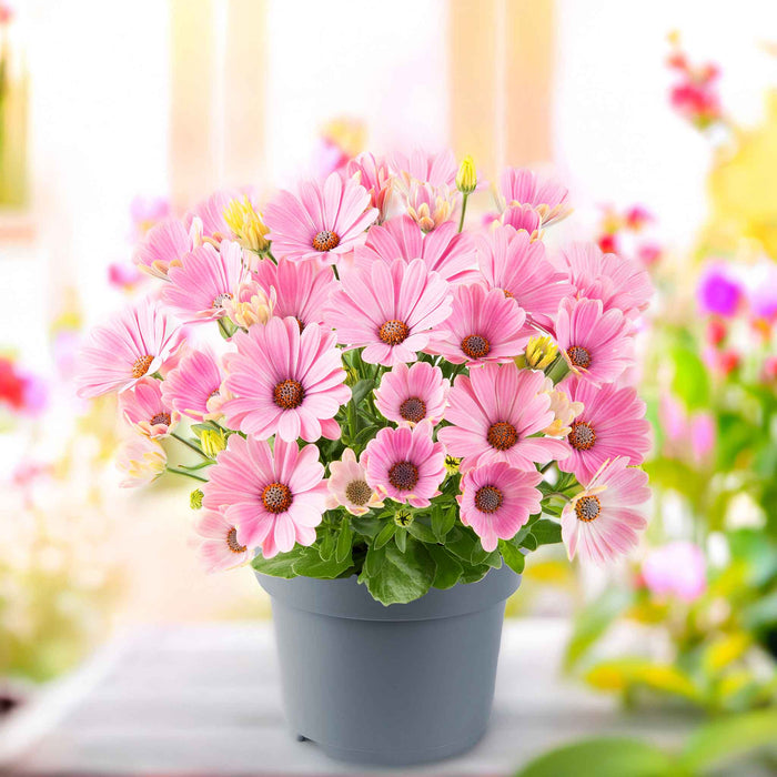 Potted plant with pink flowers on a blurred background