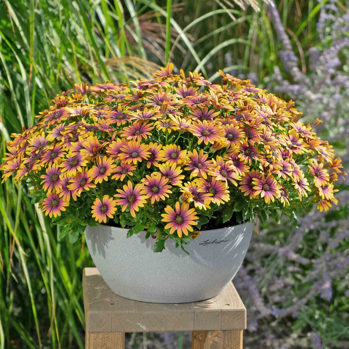 Osteospermum 'Single' Collection