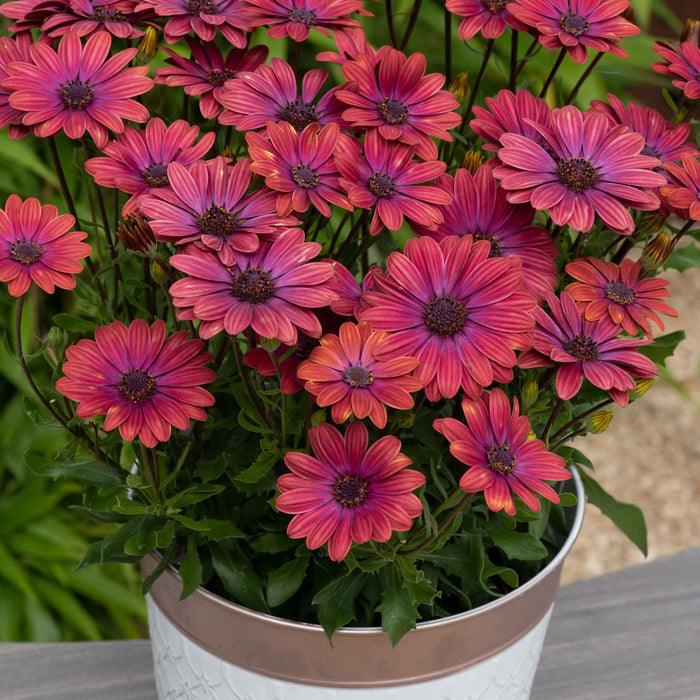 Osteospermum 'Single' Collection
