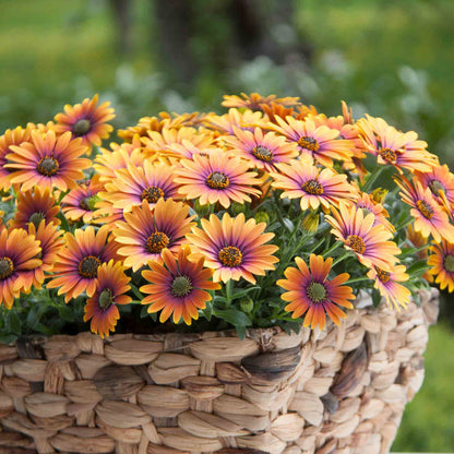 Osteospermum 'Single' Collection