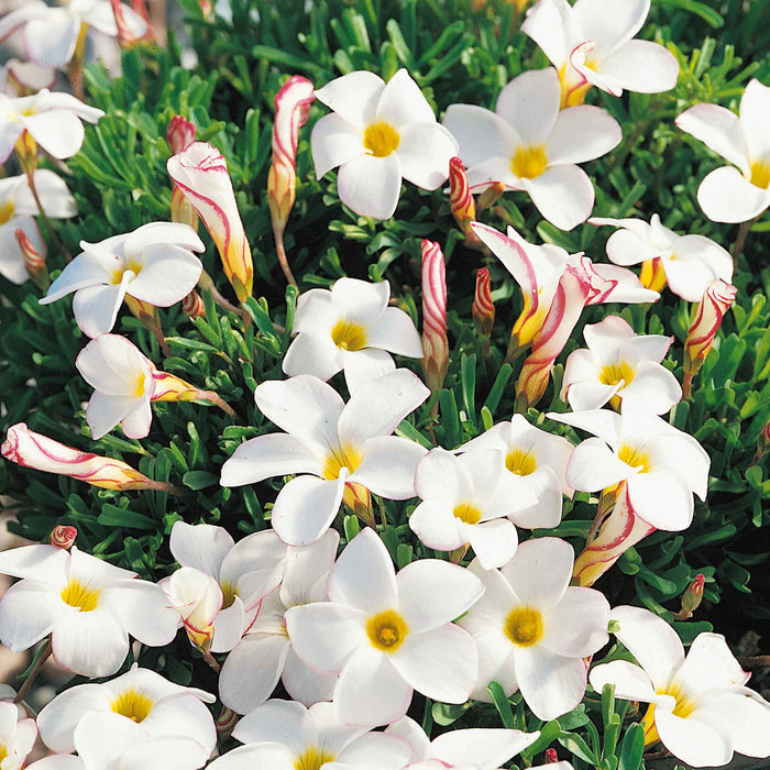 Oxalis Bulbs 'Candy Cane'