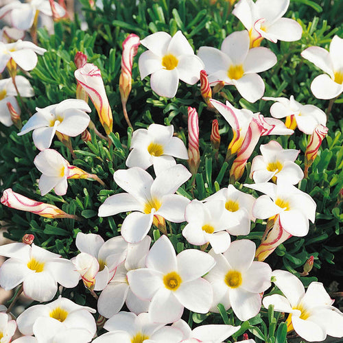 Oxalis Bulbs 'Candy Cane'