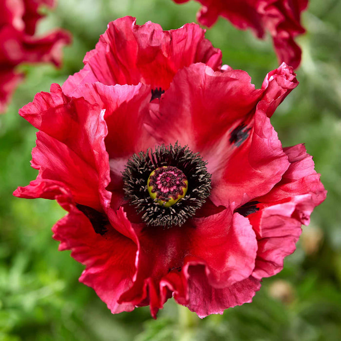 Papaver 'Red Rumble'