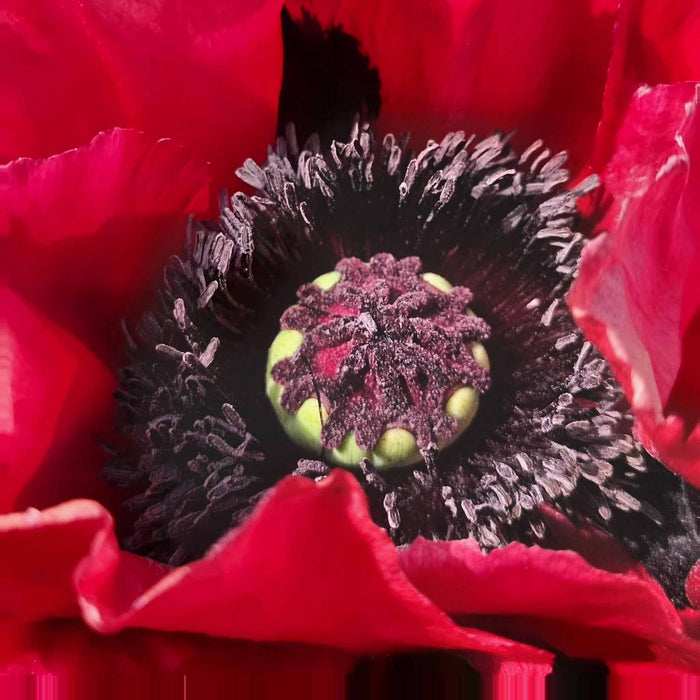 Papaver 'Red Rumble'
