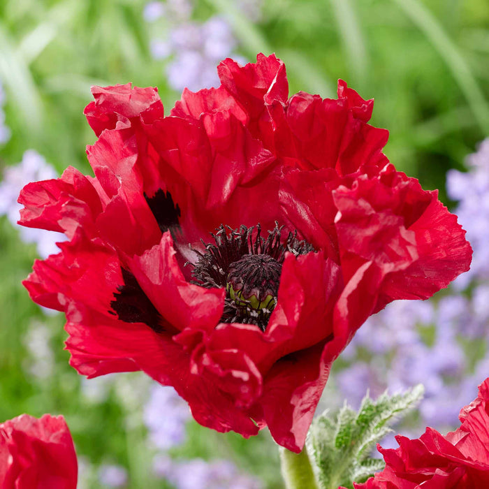 Papaver 'Red Rumble'