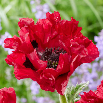 Papaver 'Red Rumble'