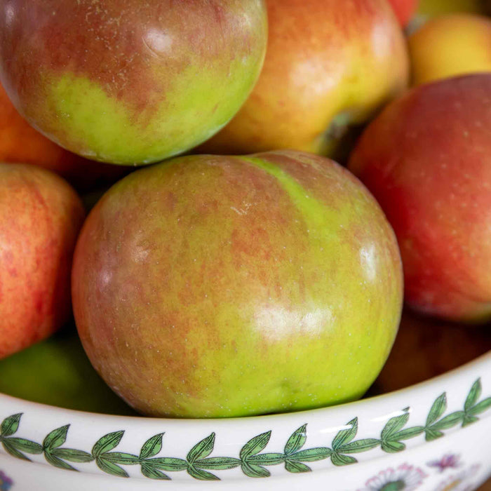 Patio Apple 'Cox’s Orange Pippin'