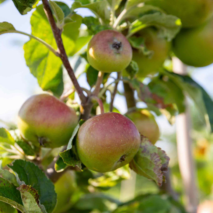 Patio Apple 'Cox’s Orange Pippin'