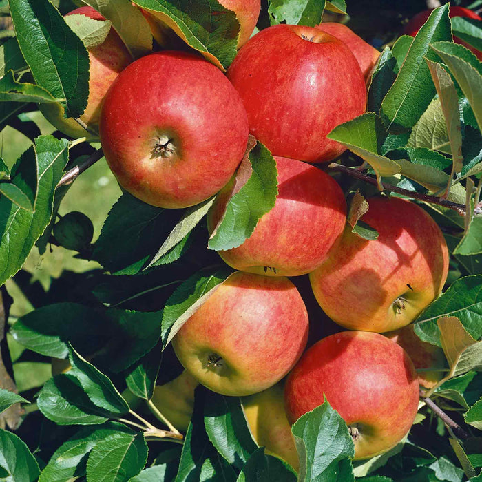 Patio Apple 'Elstar'