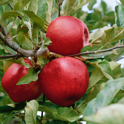 Patio Apple 'Elstar'