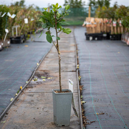 Patio Apple 'Elstar'