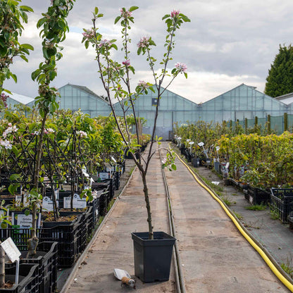 Patio Apple 'Elstar'