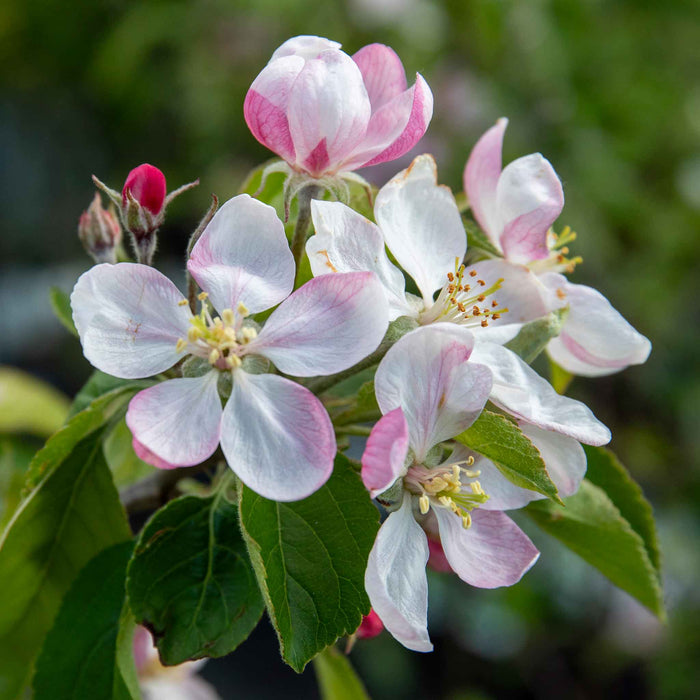 Patio Apple 'Elstar'
