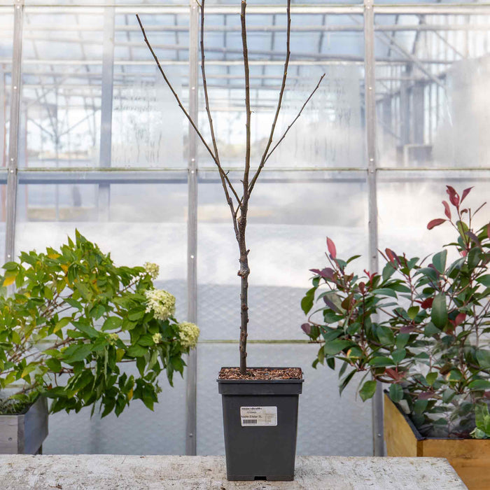 Patio Apple 'Elstar'