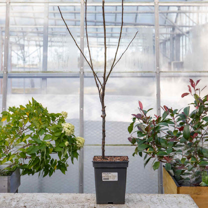 Patio Apple 'Elstar'