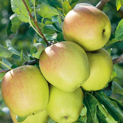 Patio Apple 'Golden Delicious'