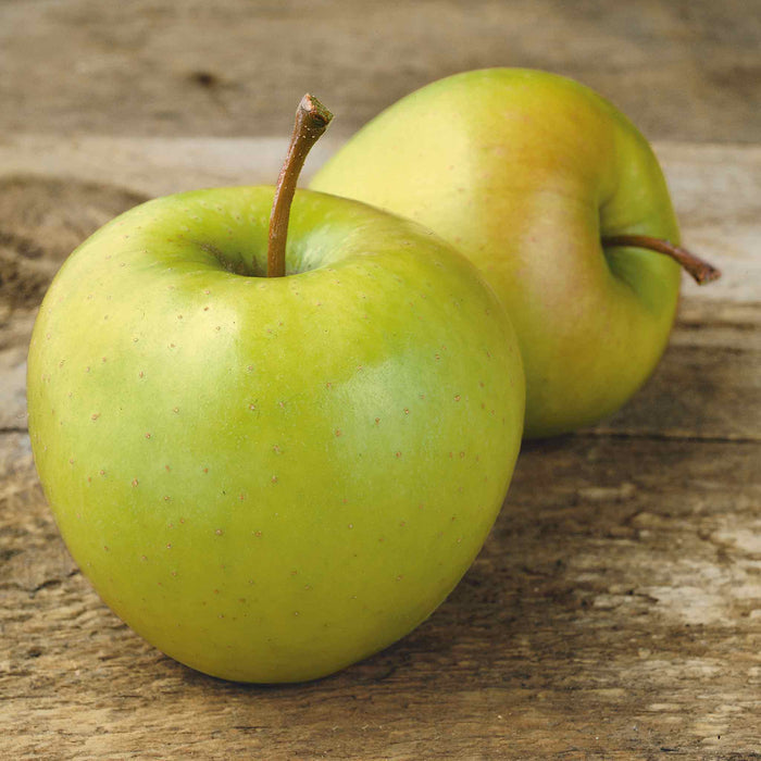 Patio Apple 'Golden Delicious'