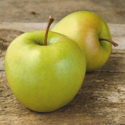 Patio Apple 'Golden Delicious'