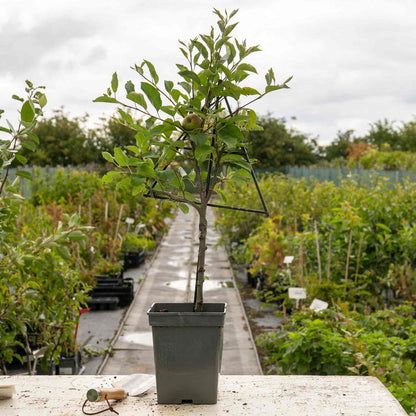 Patio Apple 'Golden Delicious'