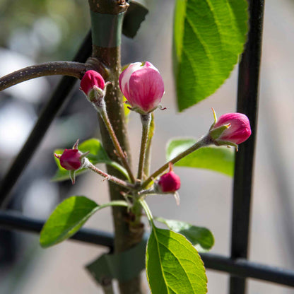 Patio Apple 'Golden Delicious'