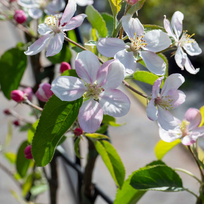 Patio Apple 'Golden Delicious'