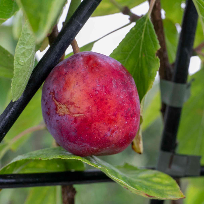Patio Plum 'Opal'