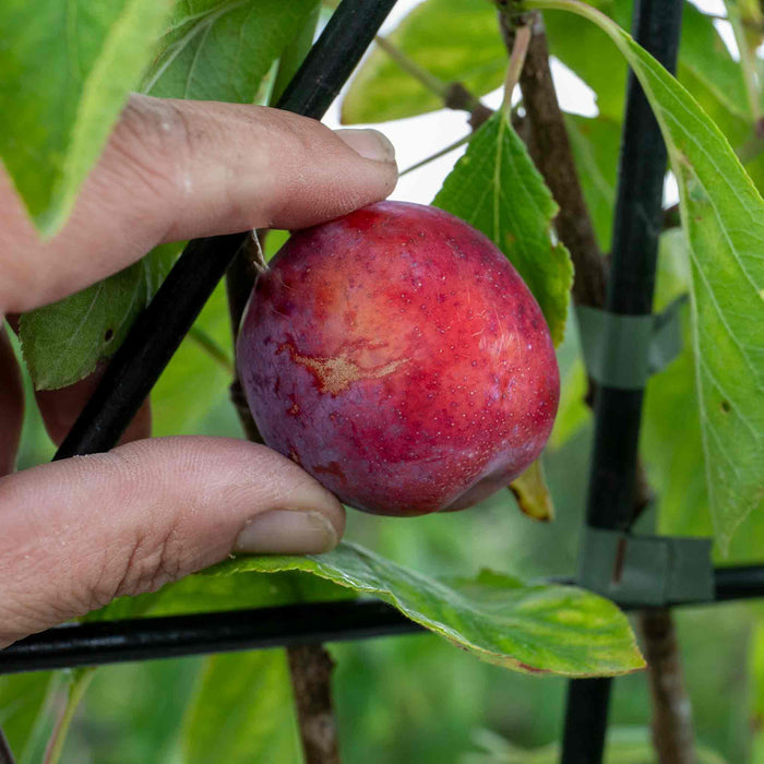 Patio Plum 'Opal'